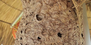 黄蜂筑巢