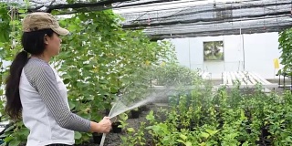 亚洲妇女园丁浇灌瓜在温室植物