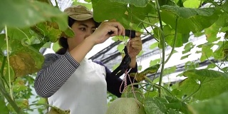 亚洲女园丁体重瓜在温室植物