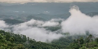 雾在热带雨林上移动