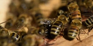 蜂房里蜜蜂的宏镜头
