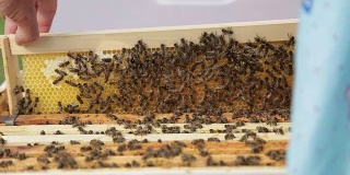 养蜂人举起一个托盘，取出一个蜂箱