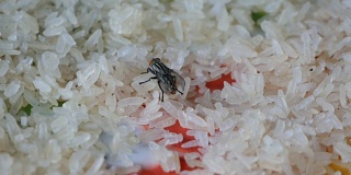 苍蝇聚集在干米粒上