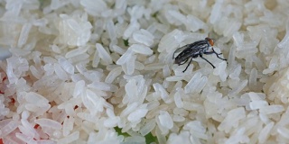 苍蝇聚集在干米粒上