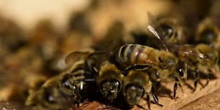 蜂房里蜜蜂的宏镜头