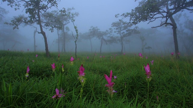 迷雾雨林中的暹罗郁金香