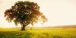 SLO MO年轻女子在树上荡秋千在日落