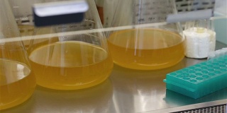 实验室瓶子摇晃液体微生物培养物