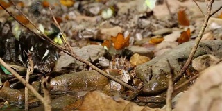 许多种类的蝴蝶在湿地上吃盐，泰国keng kachan国家公园:自然视频高清放松