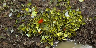 许多种类的蝴蝶在湿地上吃盐，泰国keng kachan国家公园:自然视频高清放松