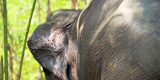 大象耳朵运动的聚焦。