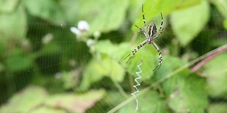 Argiope bruennichi。蜘蛛潜伏的猎物。