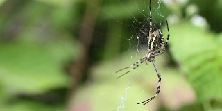 Argiope bruennichi。蜘蛛潜伏的猎物。