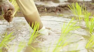农民在稻田里种植水稻，慢镜头视频素材模板下载