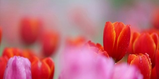 泰国清莱五彩缤纷的郁金香花园。