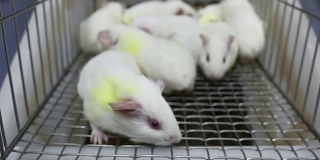 饲养在笼子中用于实验的豚鼠