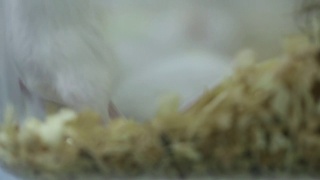 小白鼠在实验室的笼子里生长视频素材模板下载