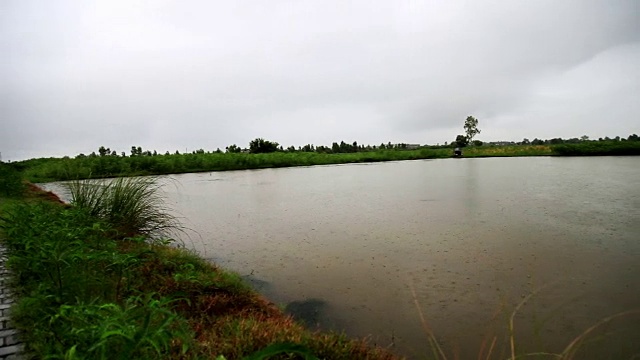 雨