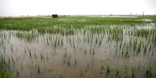 灌溉通过雨