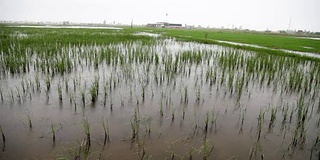 绿野中的雨