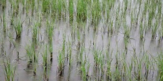 雨水在稻田里在雨季