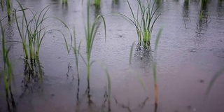 稻田领域