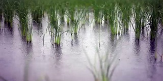 雨季的稻田