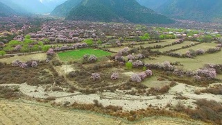 西藏林芝的桃花视频素材模板下载