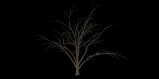 Albizia树