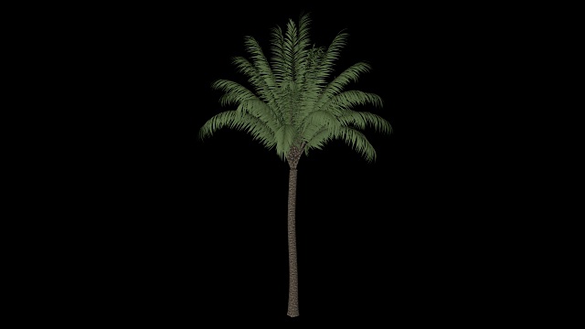日期棕榈树