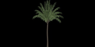 日期棕榈树