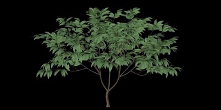 Plumeria树