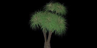 马尾辫棕榈树