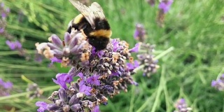 蜜蜂在薰衣草花上采集花粉