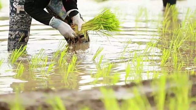 农民在稻田里种植水稻，慢镜头