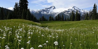 高山的野花在微风中流动