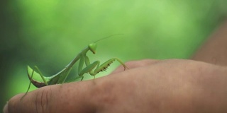 螳螂(Mantis religiosa)在手