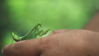 螳螂(Mantis religiosa)在手视频素材模板下载