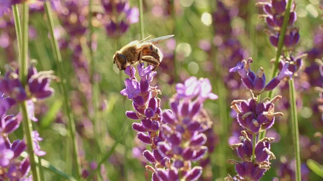 薰衣草与蜜蜂