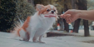 吉娃娃狗在吃冰淇淋