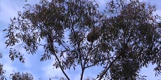 澳洲考拉在桉树上睡觉
