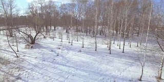 桦树在冬季鸟瞰图