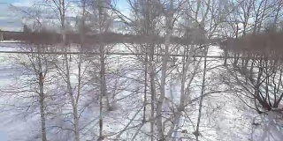 桦树在冬季鸟瞰图
