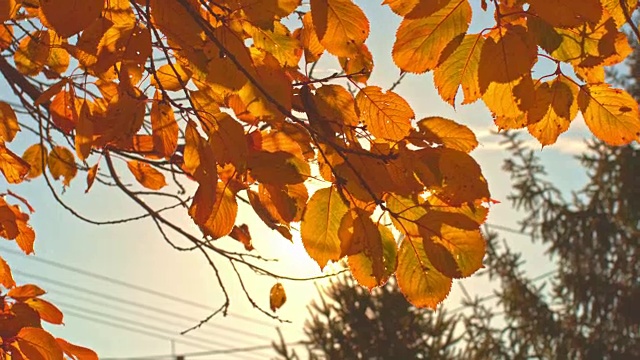 秋日树上黄叶的特写