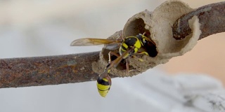 蜡蜂，拟蜂虻(膜翅目蜡蜂)