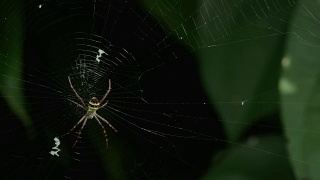 黄黑蜘蛛在她的蜘蛛网- Argiope bruennichi视频素材模板下载