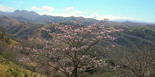 盛开的树在哥斯达黎加