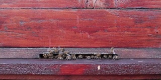 近距离观察蜂箱中的蜜蜂