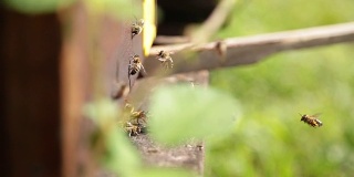 蜂箱和蜜蜂，靠近点