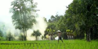 扛着秧苗在稻田里的农民